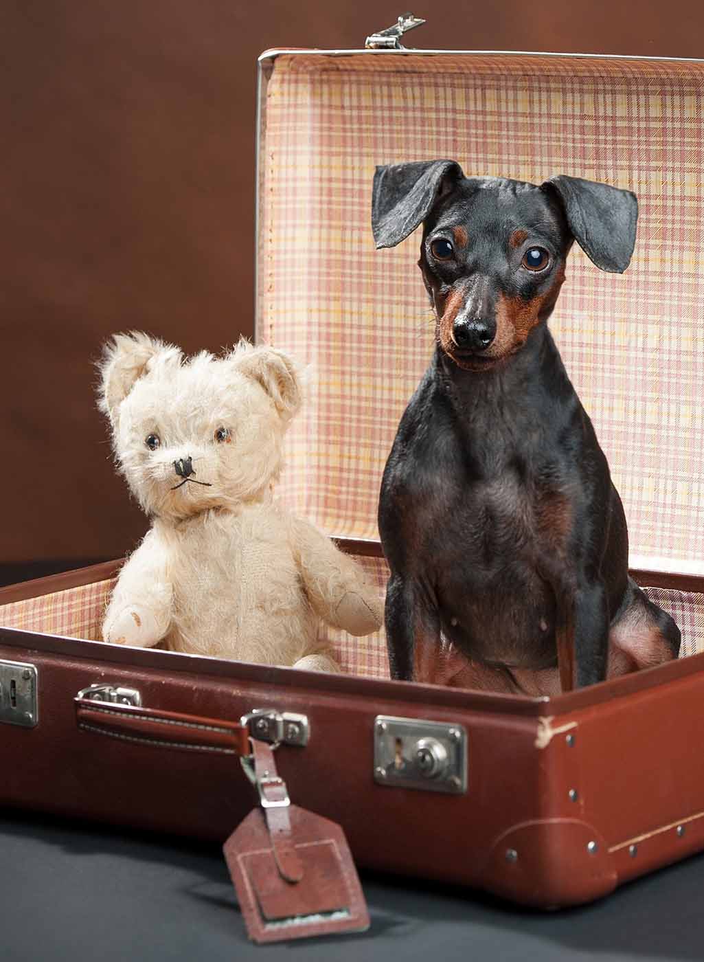 Hund und Teddybär im Koffer